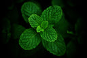 Menthe poivrée