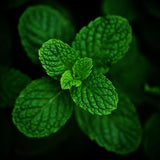 Menthe poivrée