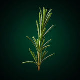 Romarin